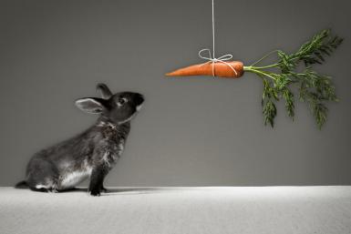Rabbit looking at carrot on a stick